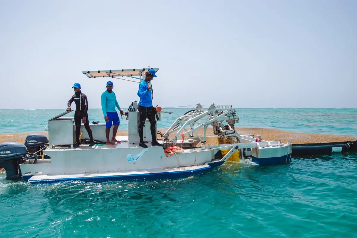 1633030102 951 Instalan primera planta para la transformacion del sargazo en RD