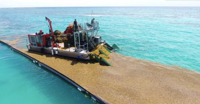 Instalan primera planta para la transformación del sargazo en RD