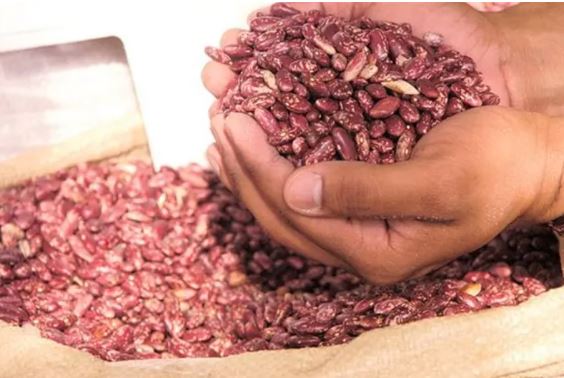 Denuncian peligra la siembra de habichuelas en San Juan Denuncian peligra la siembra de habichuelas en San Juan