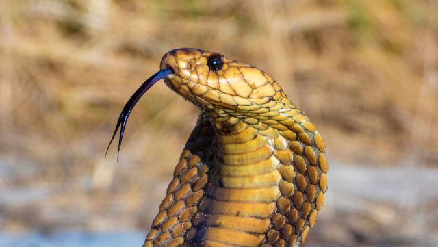 Condenan a doble cadena perpetua a un hombre que mató a su esposa haciendo que una cobra le mordiera mientras dormía Condenan a doble cadena perpetua a un hombre que mató a su esposa haciendo que una cobra le mordiera mientras dormía
