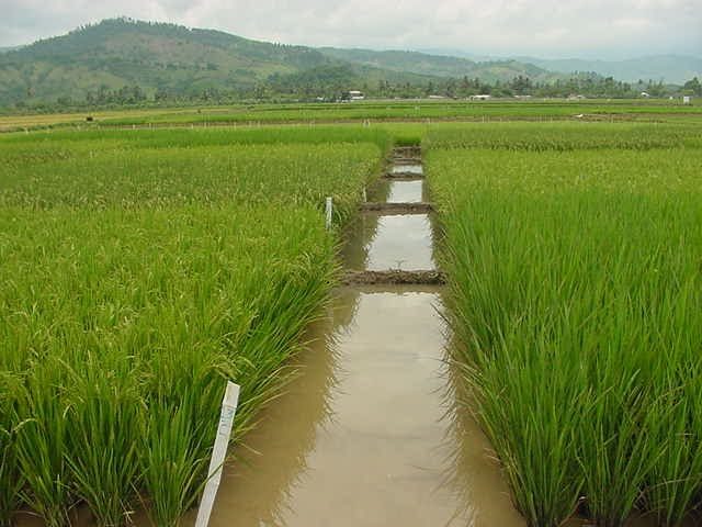 RD utiliza tres mil litros de agua para producir una libra de arroz RD utiliza tres mil litros de agua para producir una libra de arroz