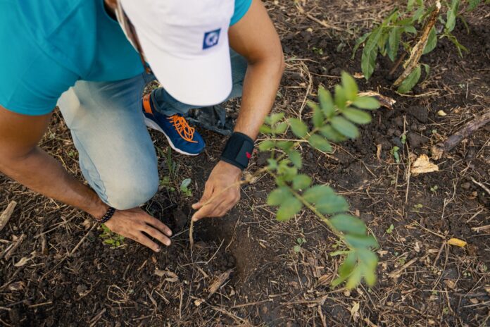 Popular realiza jornada de reforestación en San Francisco de Jacagua Popular realiza jornada de reforestación en San Francisco de Jacagua