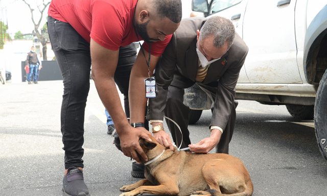 Salud vacunara a 2 millones de perros y gatos contra