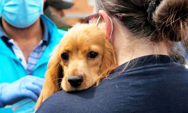 Trasladan de Miami a Canadá a 54 perros sin amo en busca de otra oportunidad Trasladan de Miami a Canada a 54 perros sin amo