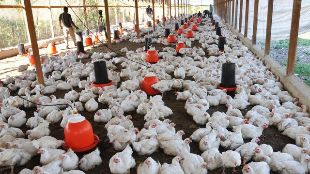 ADA garantiza para diciembre 21 millones de pollos