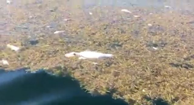 Cientos de peces fueron encontrados muerto en la bahía de Samaná Hallan cientos de peces muertos en Bahia de Samana