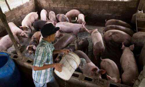 Ministerio de Agricultura da  por controlada la peste porcina Ministerio de Agricultura da por controlada la peste porcina