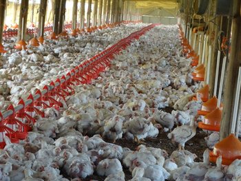 400.000 gallinas mueren en tres días por la ola de calor en Uruguay 400.000 gallinas mueren en tres días por la ola de calor en Uruguay