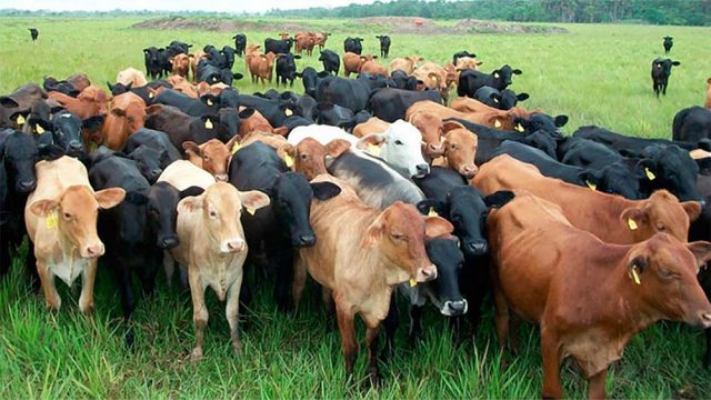 Para trasladar animales la guia de movilizacion es clave