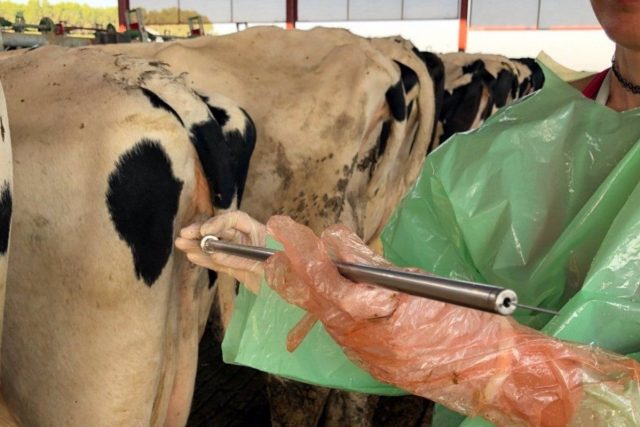 Programa de inseminación busca elevar estándar de la ganadería local Programa de inseminacion busca elevar estandar de la ganaderia local