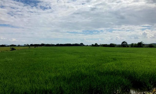 Seis fertilizantes mas usados en agricultura de RD han subido