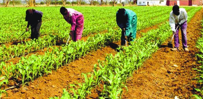 Haití logra un proyecto del FIDA para una agricultura y pesca más sostenibles
