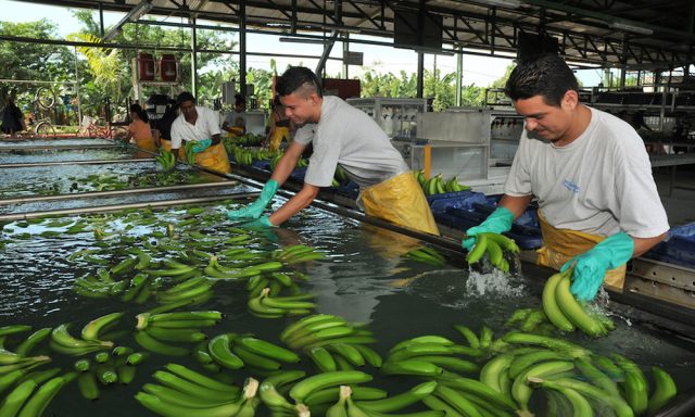 Pelean mejor precio de banano