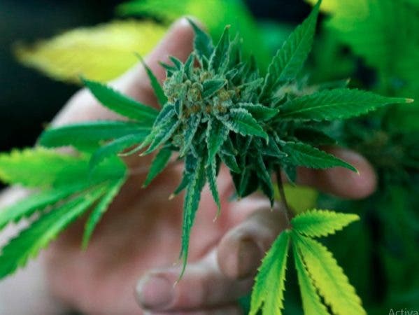 ¡Insolito Sirvio platos con marihuana en su boda y ahora