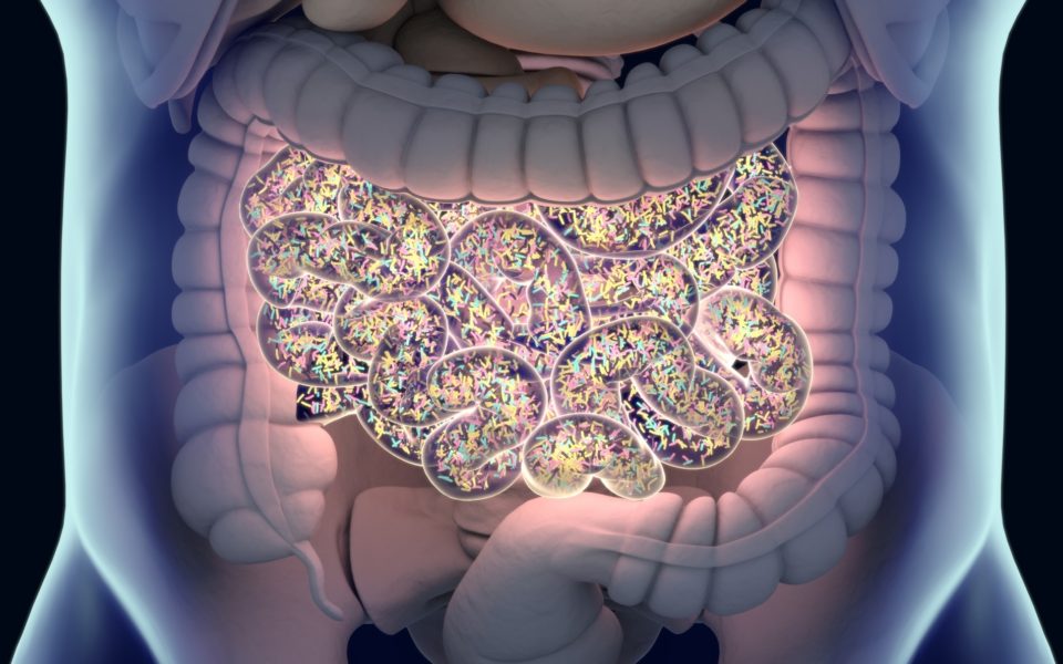 1674152214 490 Estudio revela nuevas formas como el microbioma intestinal aporta riesgos