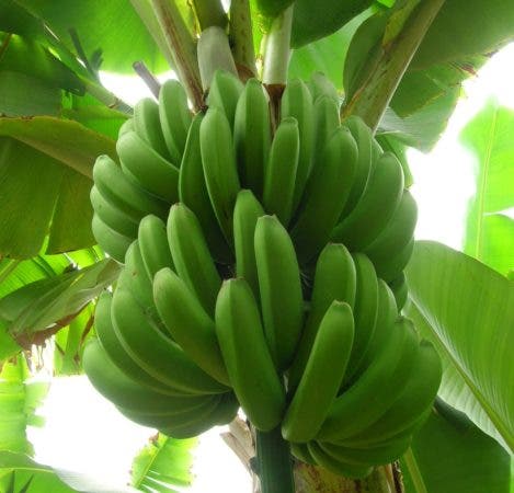 1674706792 945 Platano y guineo entre productos que han bajado de precios