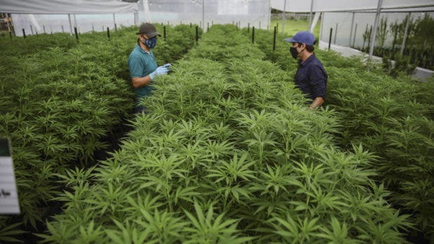 Realizaran taller sobre regulaciones y ventas de Cannabis en el