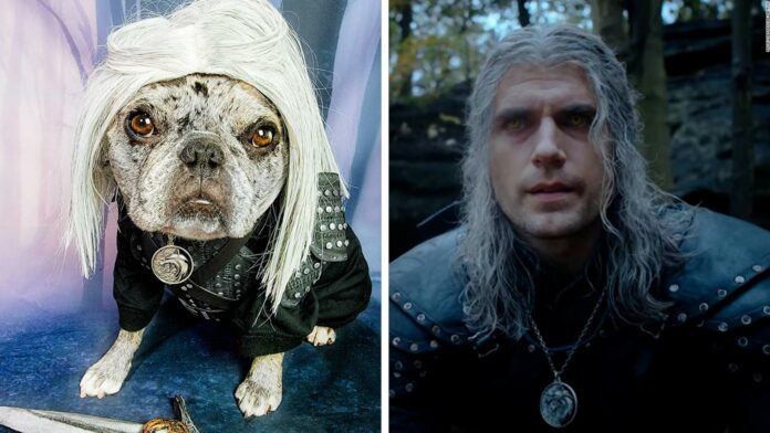 Esta bulldog francés está enamorada de Henry Cavill y su historia es viral
