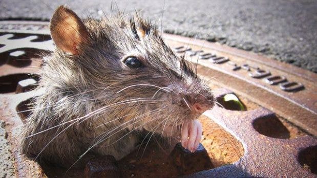 La “zarina de las ratas” de Nueva York sabe que será duro acabar con ellas 