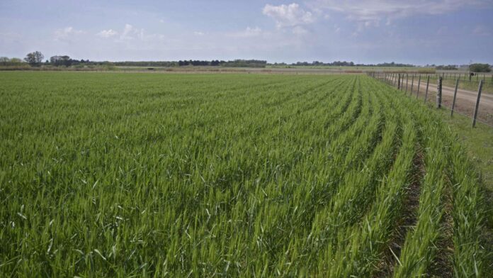 Cuáles son los sectores que le generan ingresos a la economía argentina