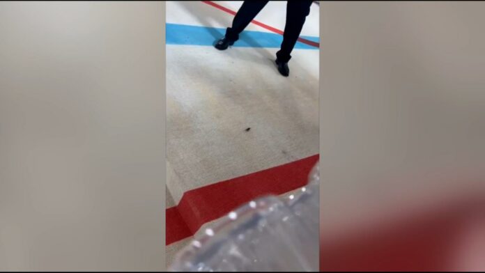 Cucaracha, la inesperada invitada en la alfombra de la Met Gala 2023