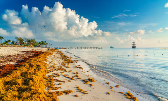 Epidemióloga orienta sobre efectos del sargazo en  la piel y vías respiratorias