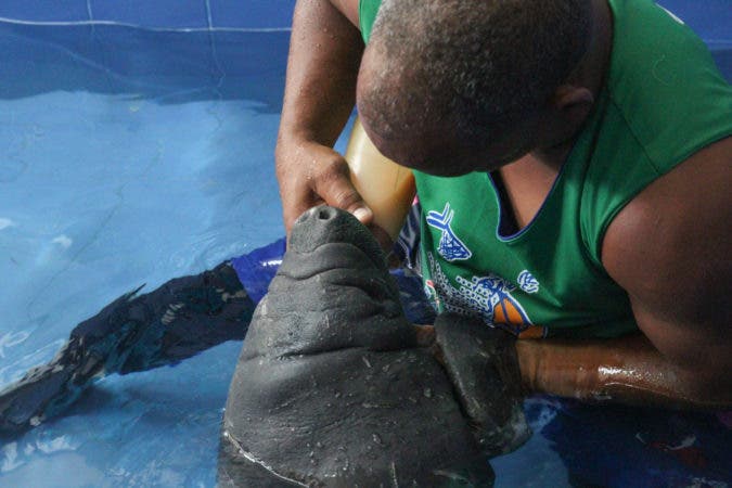 Ceara Hatton confía manatí se recuperará en el acuario para liberarlo en tiempo oportuno 1 manati 2 copia