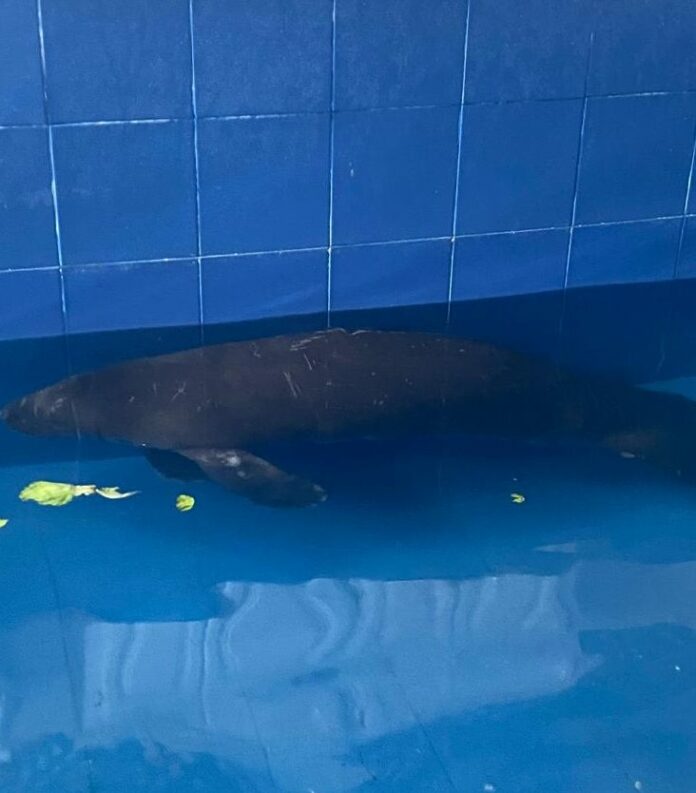 El manatí rescatado en costas de SPM se recupera en el Acuario Nacional