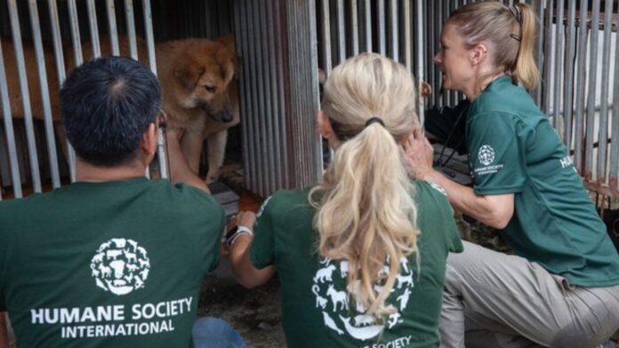Grupos animalistas celebran propuesta de ley que prohíba consumo de perro en Corea del Sur