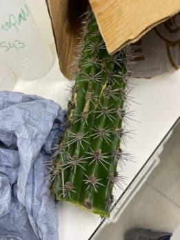 La espuma de Villarpando no contenia sustancias tensoactivas o surfactantes