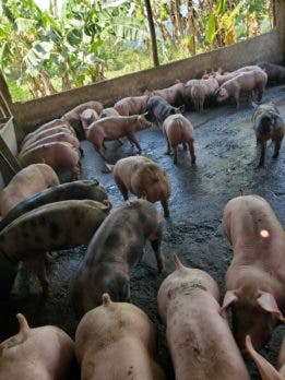 Productores porcinos rechazan uso de la vacuna PPA en el nordeste