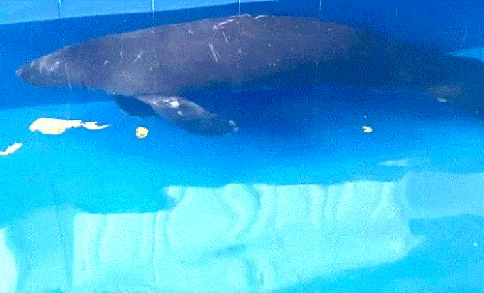 Se recupera bebé manatí rescatado en la costa de San Pedro de Macorís