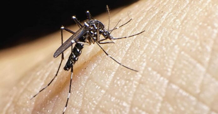 Salud Pública espera una temporada alta de dengue en RD