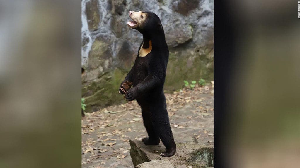 Zoologico chino niega que sus osos sean personas disfrazadas