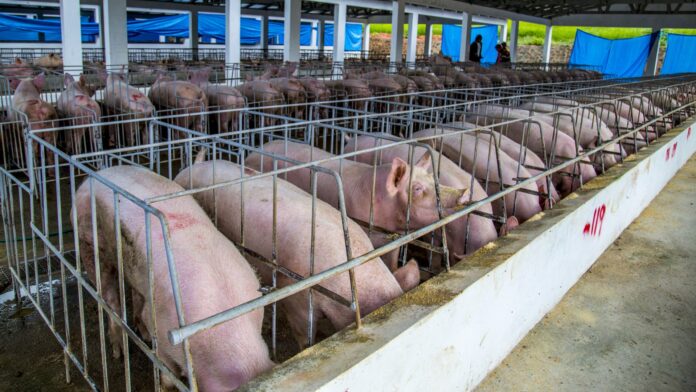 Inician proyecto de bioseguridad en cerdos