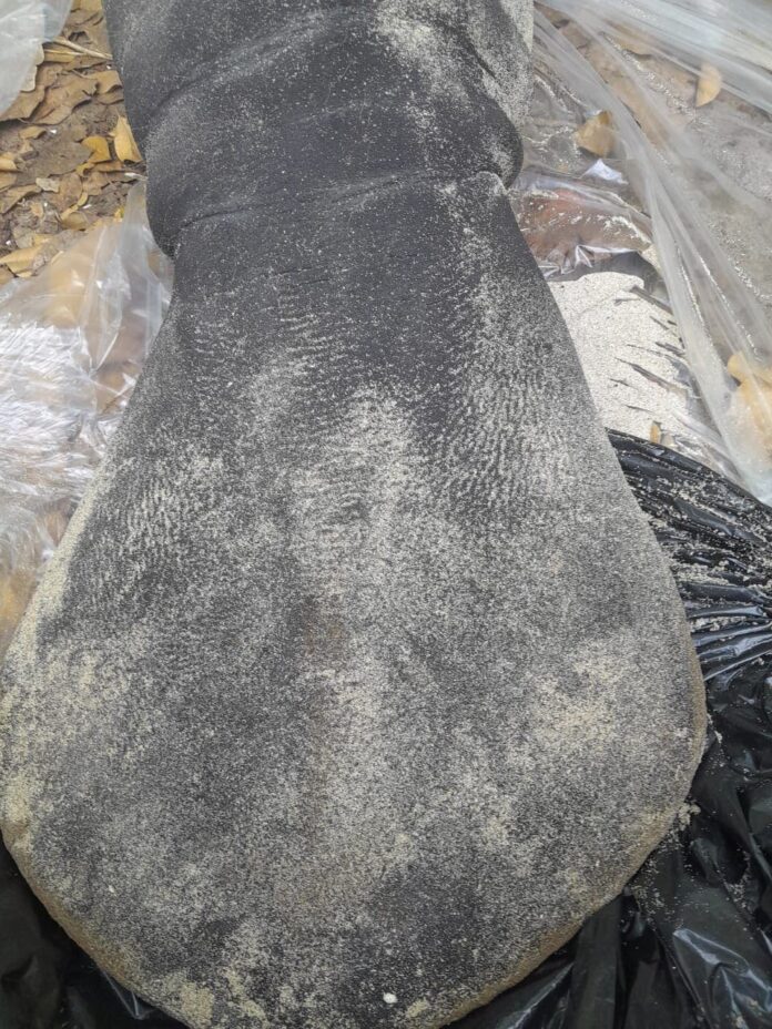 Investigan muerte de manatí encontrado en playa de Puerto Plata