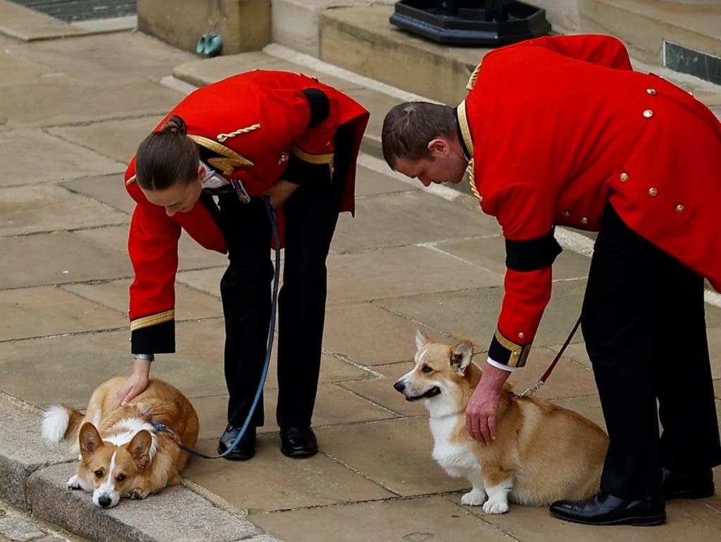 Los corgis de Isabel II en plena forma un ano