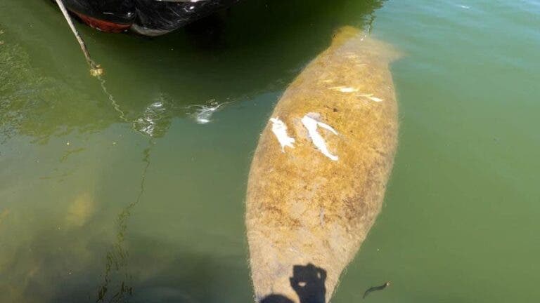Muere manati Pepe tras heridas causadas por embarcacion