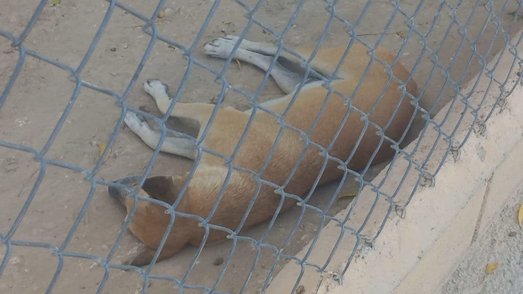 Solo un perro cruza cada dia la frontera por Pedernales