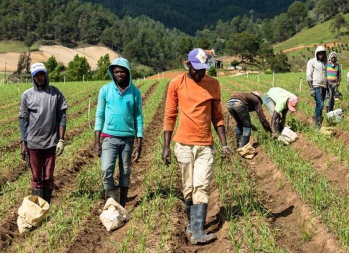 Sector agrícola está preocupado por dependencia haitianos