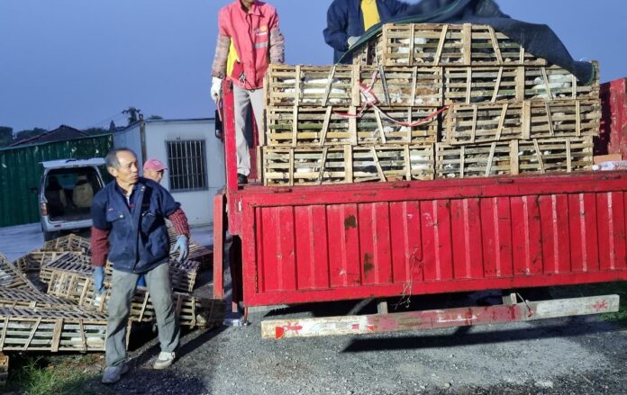 ¡Gato por cerdo! Rescatan más de mil gatos que serían vendidos para consumo humano en China