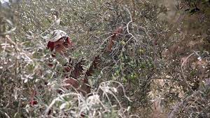 ¿Quién cultiva los campos israelíes sin los palestinos?