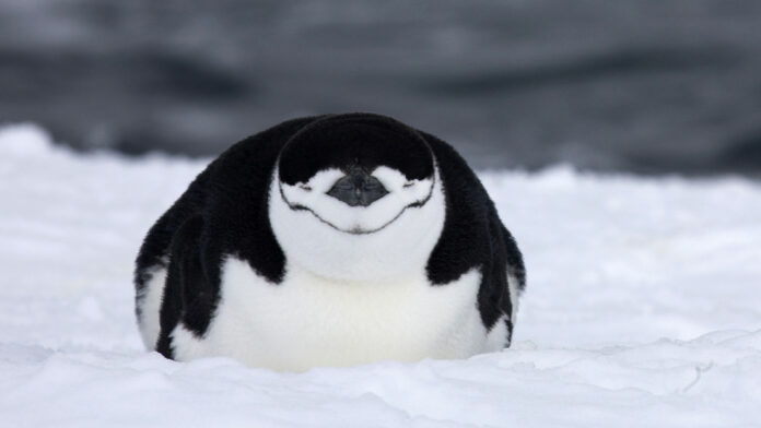 Pinguinos