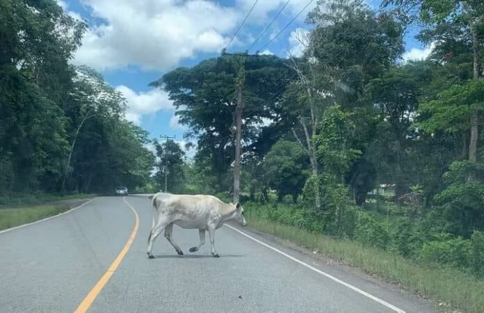 Animales en la vía