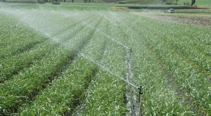 BA financia 60% agricultura y banca privada solo 4%