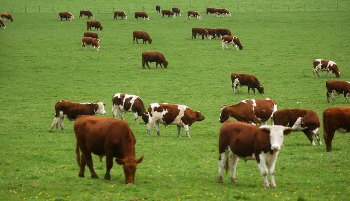 Inversión ganadería impulsa innovación en sector