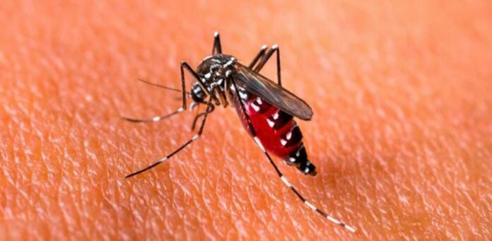 República Dominicana alcanza los 20 mil casos de dengue en el 2023; reportan más de mil nuevos infecciones