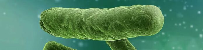 ¿Qué provoca la bacteria hallada en un lote de la fórmula Nutramigen Premium con LGG?
