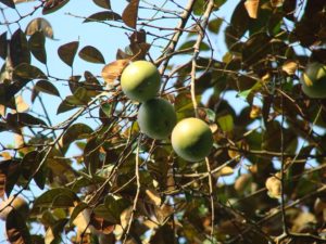 1705588331 707 Poblados con nombres de arboles son los mas abundantes en