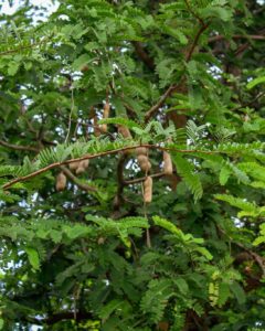 1705588335 540 Poblados con nombres de arboles son los mas abundantes en